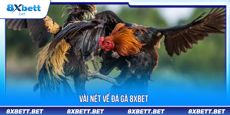 ĐÁ GÀ 8XBET 1 Vài nét về đá gà 8XBET